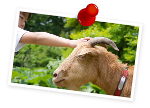 たくさんの動物たちとふれあえる