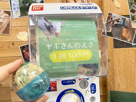 やぎさんの餌やり体験