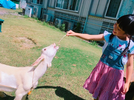 やぎさんの餌やり体験