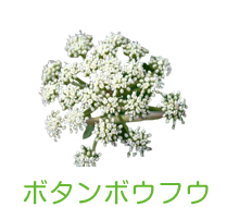 ボタンボウフウ