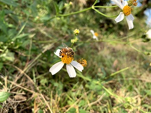 シロノセンダングサ