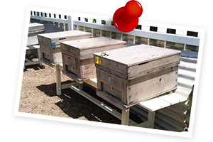 養蜂とはちみつ