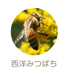 西洋みつばち