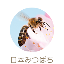 日本みつばち