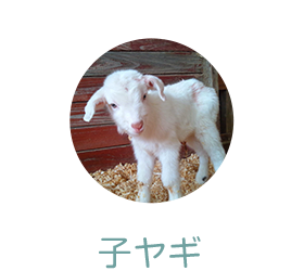 子ヤギ