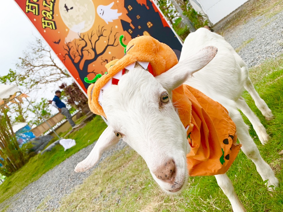 イベントの様子