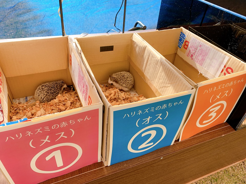 イベントの様子