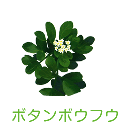 ボタンボウフウ
