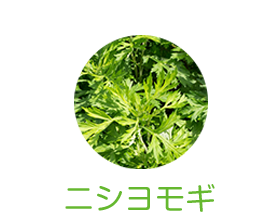 ニシヨモギ