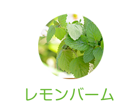 レモンバーム
