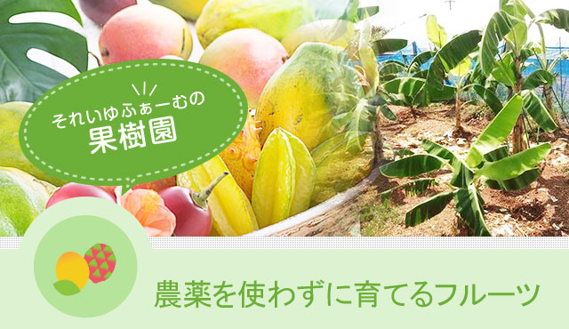 それいゆふぁ~むの果樹園 無農薬で育てるフルーツ