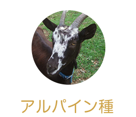 アルパイン種
