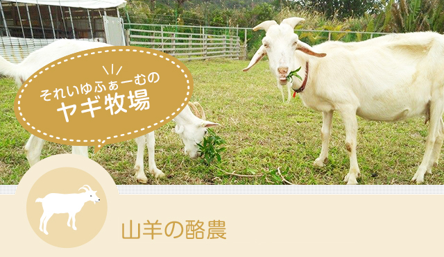 それいゆふぁ～むのヤギ牧場 山羊の酪農