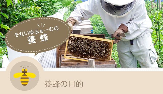 それいゆふぁ～むの養蜂 養蜂とはちみつ