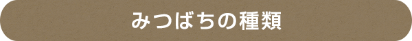みつばちの種類