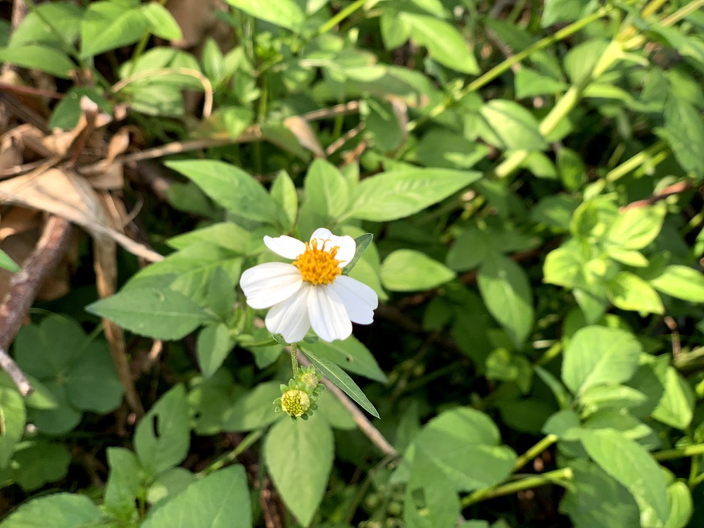 シロノセンダングサ