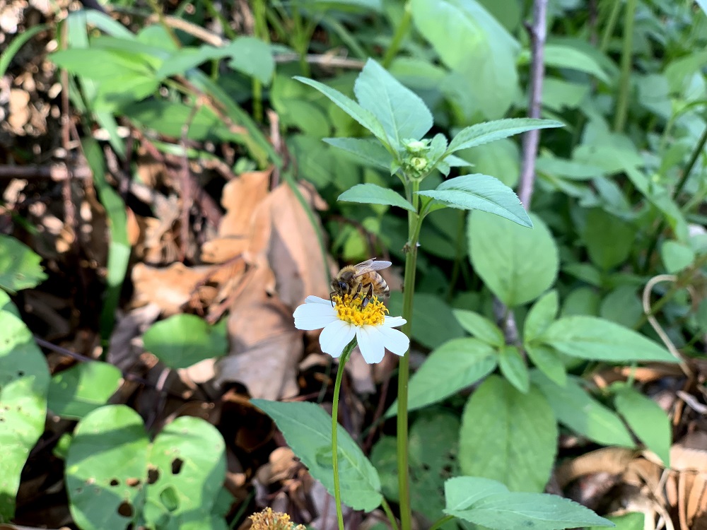 シロノセンダングサ