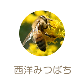 西洋みつばち
