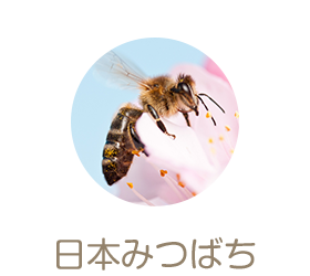 日本みつばち